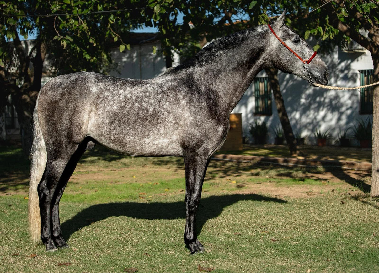 16-DAVE- Bompbroof youngster PRE ideal Adult Amateur riders