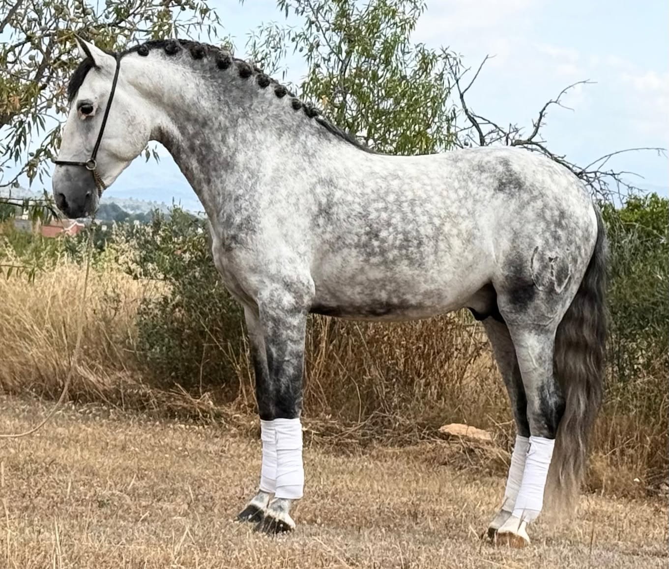 24- TORRELUNA - EYECATCHER PURA RAZA ESPAÑOL with quality dressage level