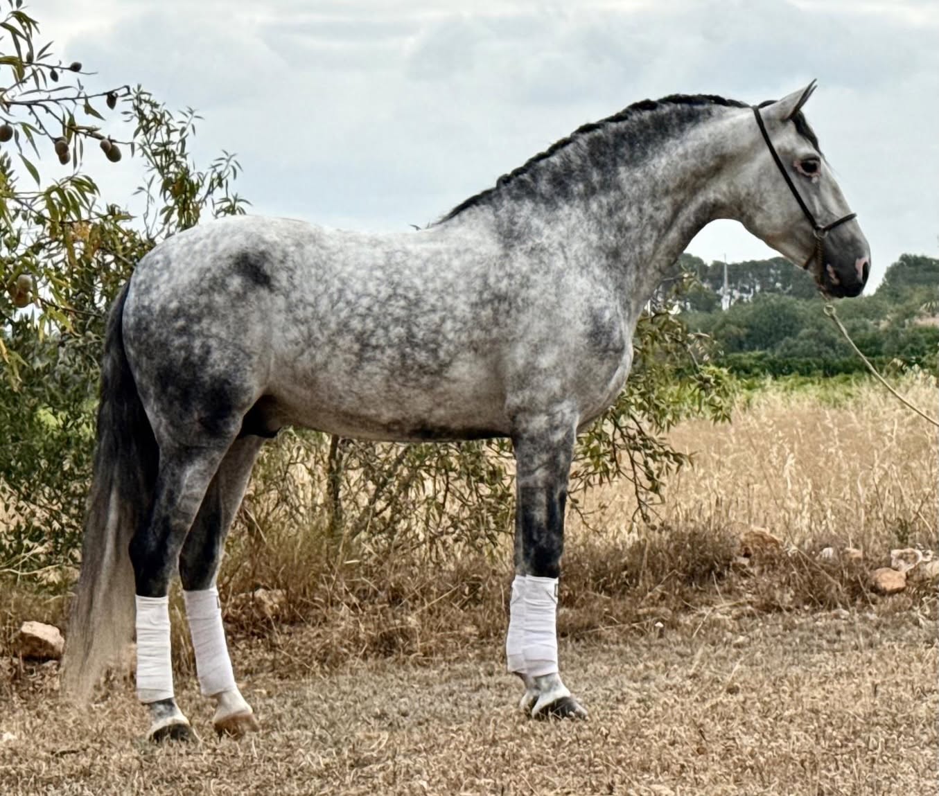 24- TORRELUNA - EYECATCHER PURA RAZA ESPAÑOL with quality dressage level