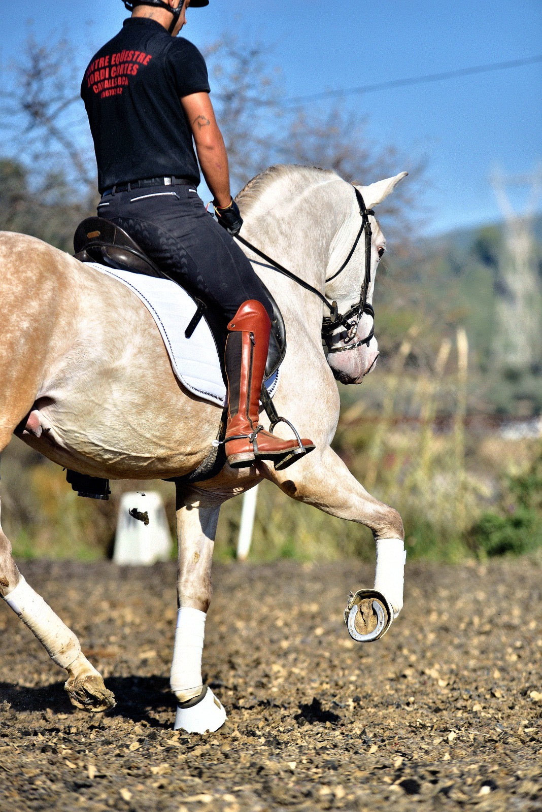 BIOR - False Isabelo