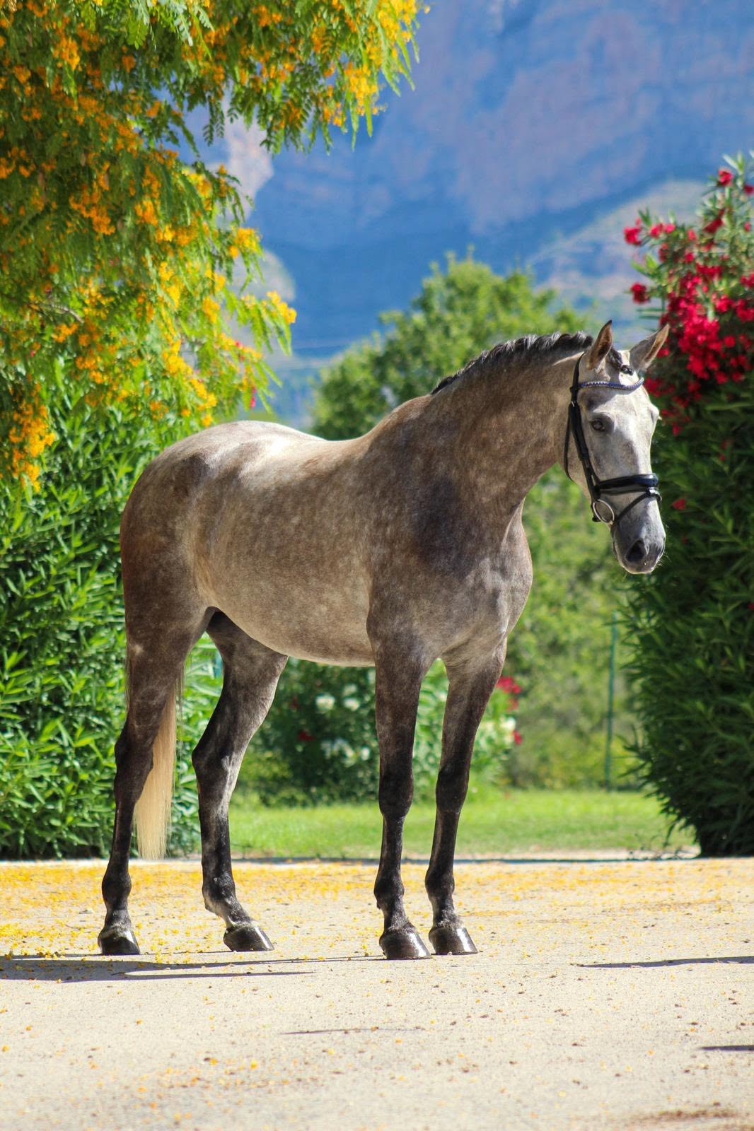 20- HEAVEN - PRE Mare daughter of JECOMIAS CEN- Pirofree