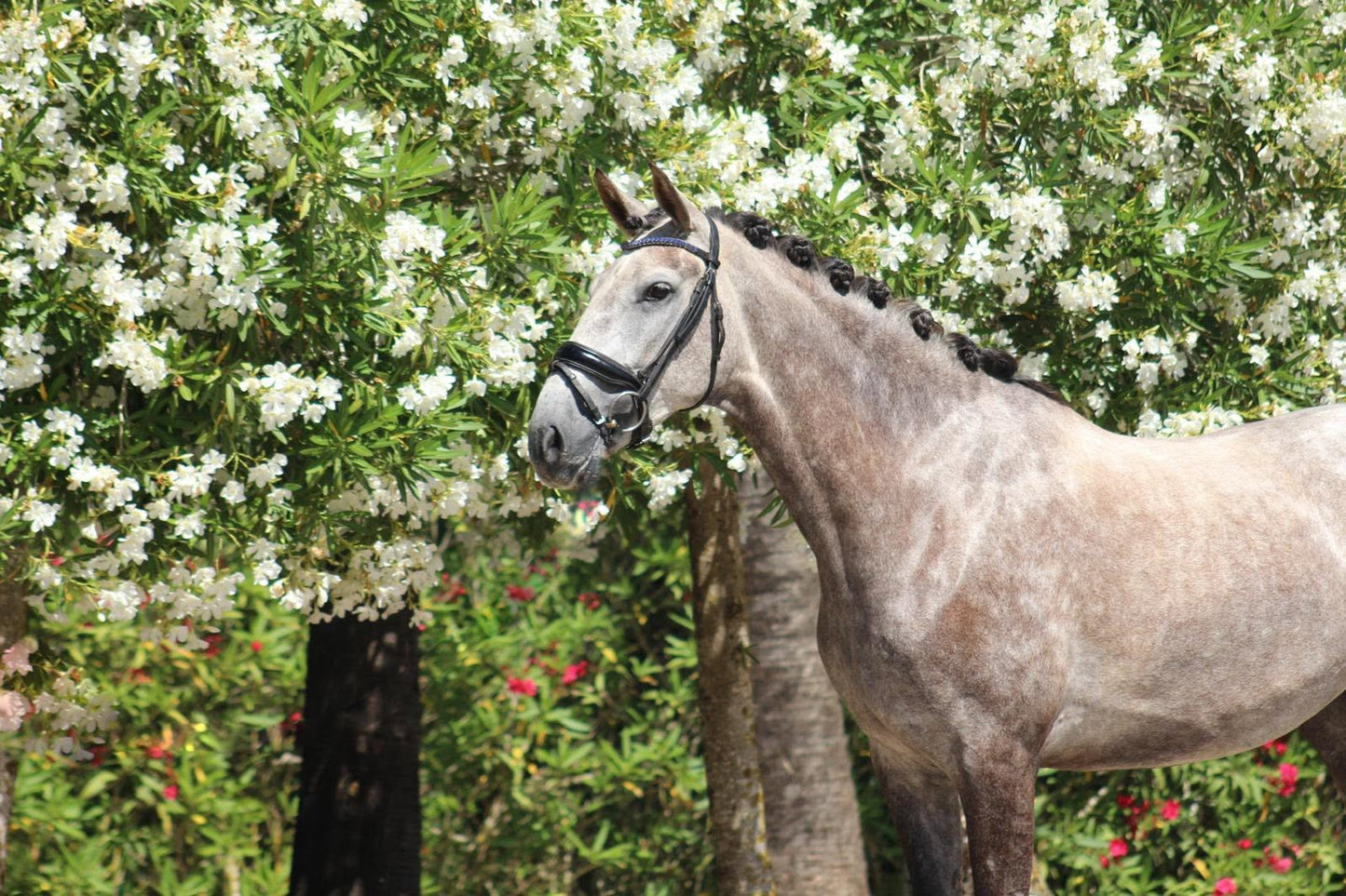 20- HEAVEN - PRE Mare daughter of JECOMIAS CEN- Pirofree