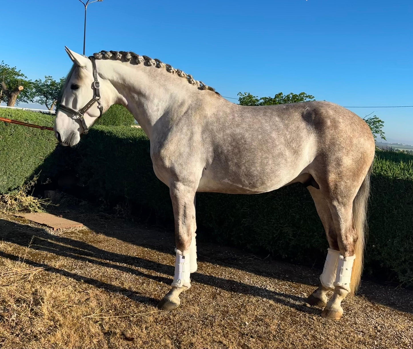 10-SETUB - FEI quality young Lusitano - Pirofree