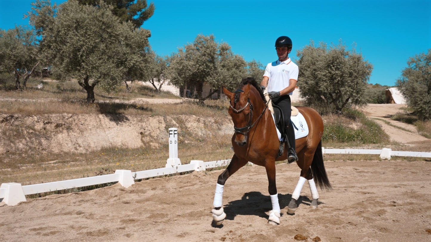 9- ARES - Top quality dressage horse with FEI potential and BOMPBROOF 100%