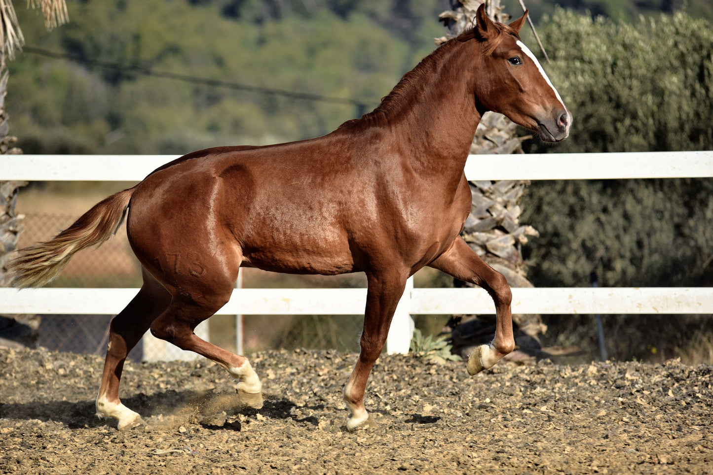 CAMPESINO - Top Bloodlines from Olympic horses