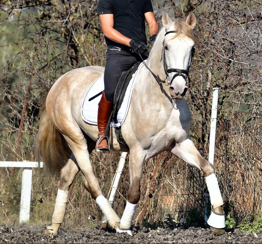 BIOR - False Isabelo