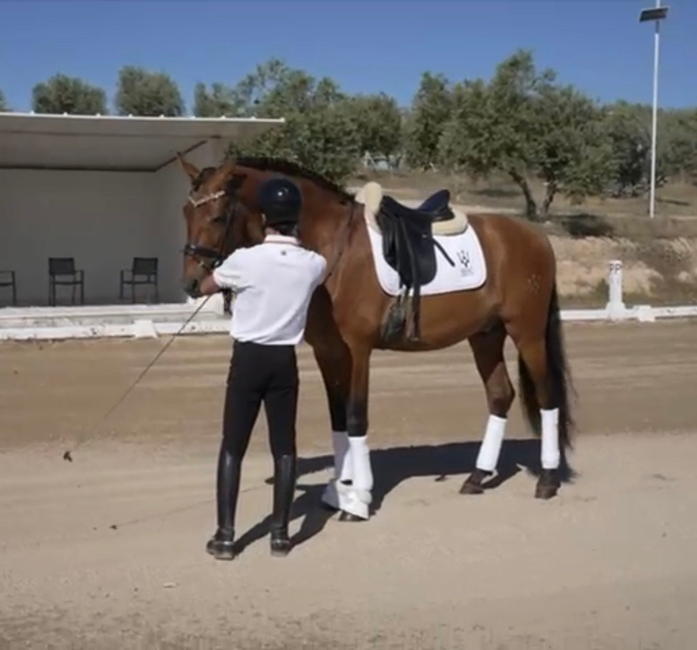 9- ARES - Top quality dressage horse with FEI potential and BOMPBROOF 100%