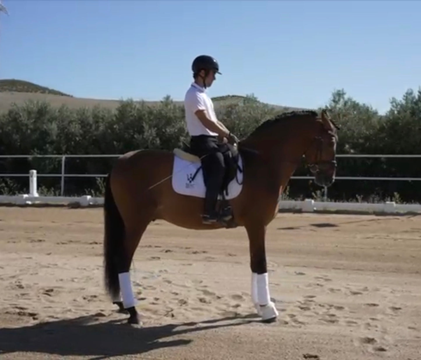 9- ARES - Top quality dressage horse with FEI potential and BOMPBROOF 100%