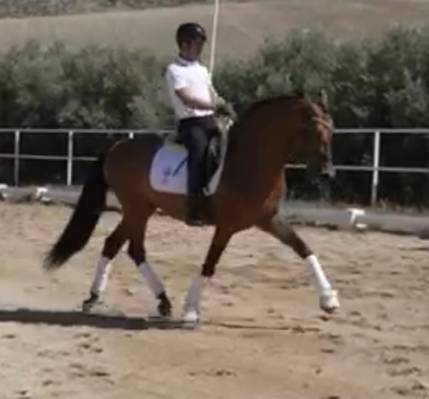 9- ARES - Top quality dressage horse with FEI potential and BOMPBROOF 100%
