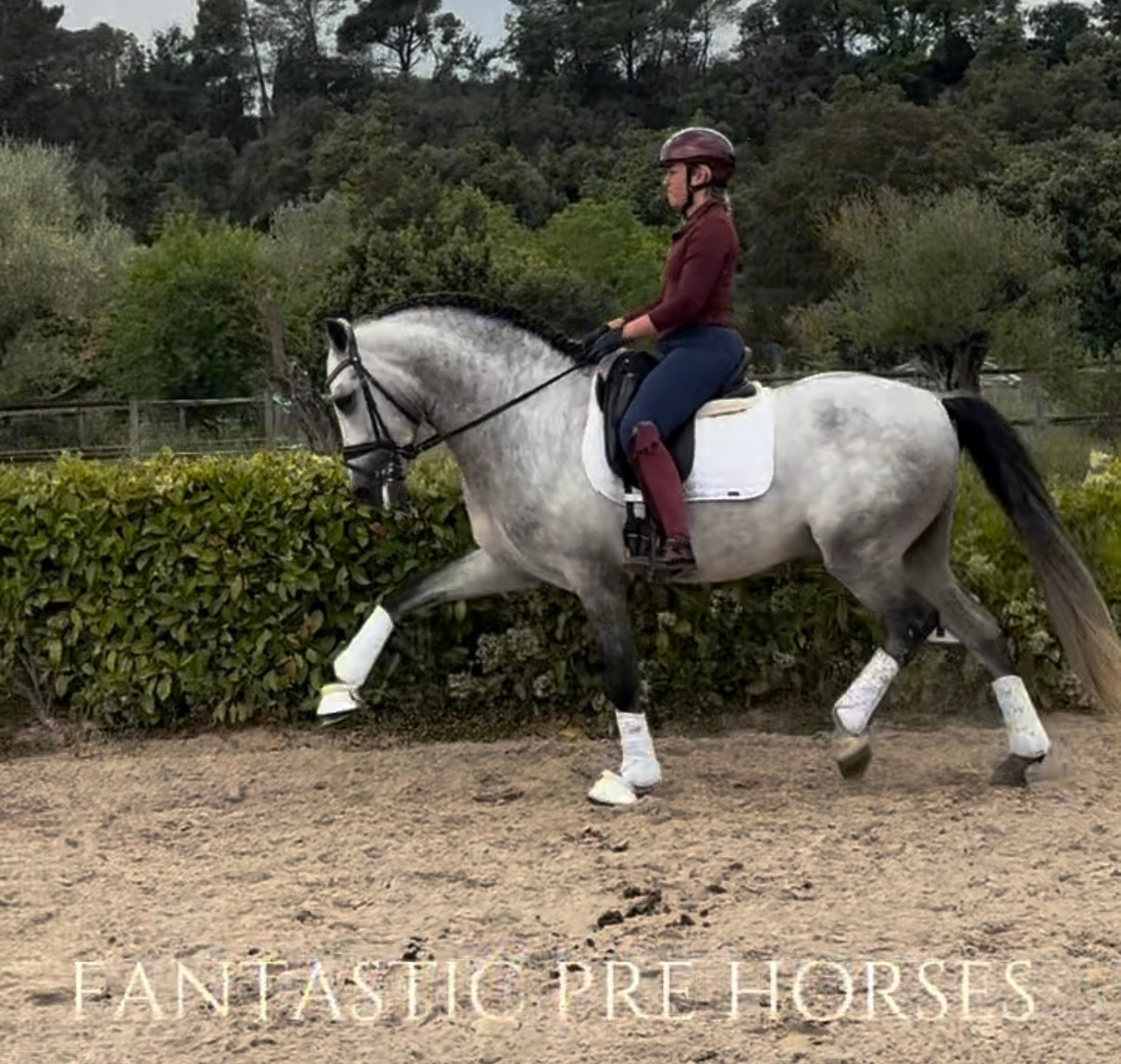 14- MOJITO Top FEI Mover with bombproof behavior