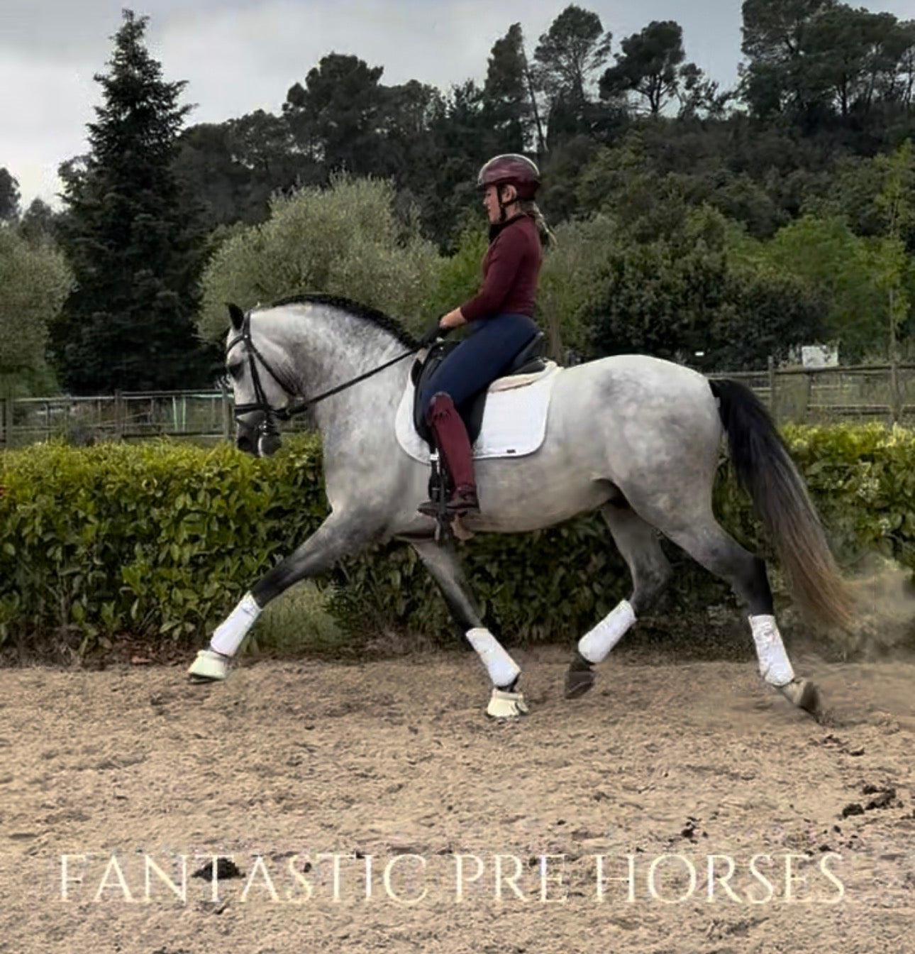 14- MOJITO Top FEI Mover with bombproof behavior