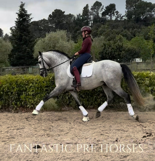 14- MOJITO Top FEI Mover with bombproof behavior