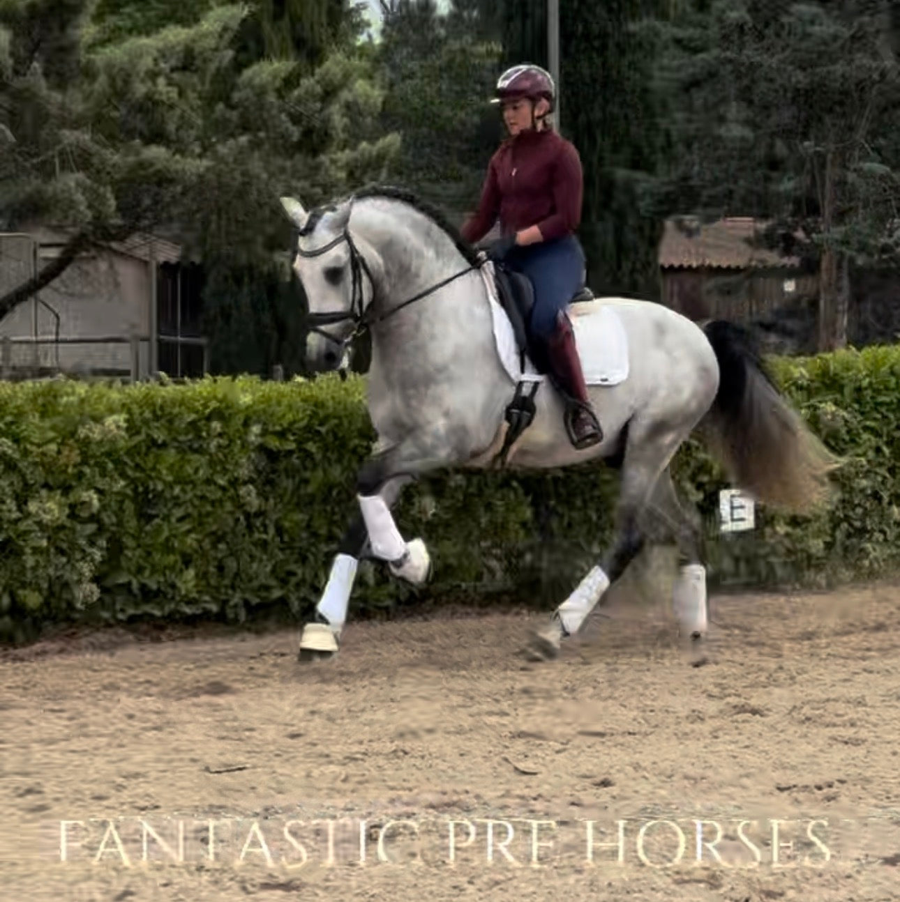 14- MOJITO Top FEI Mover with bombproof behavior