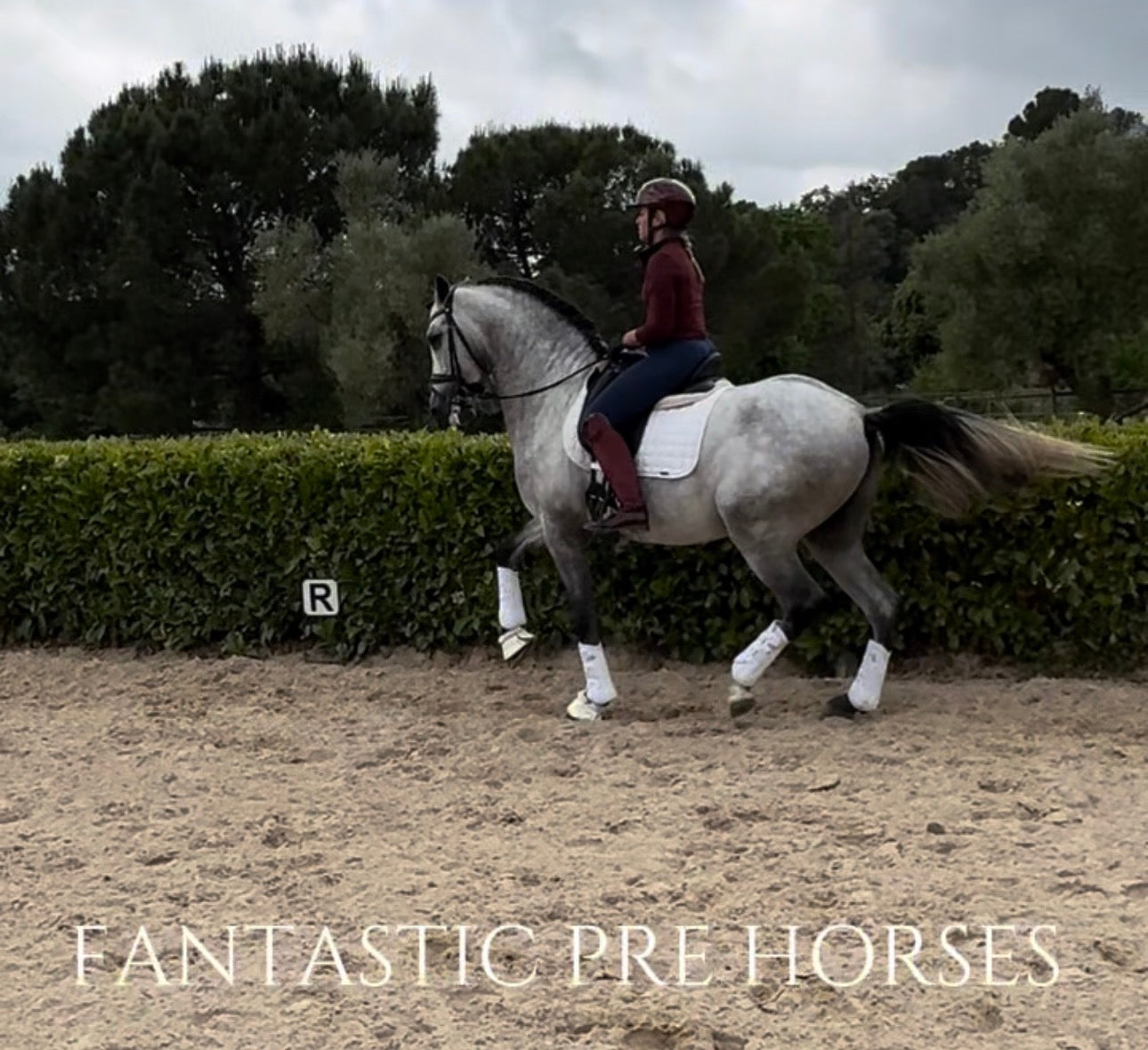 14- MOJITO Top FEI Mover with bombproof behavior