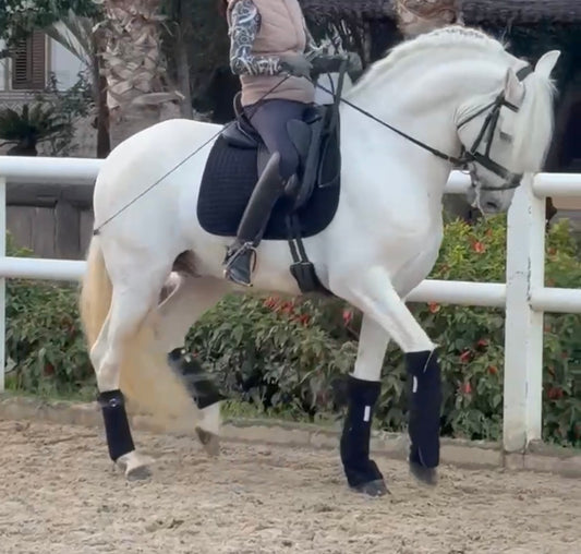 URBO - Schoolmaster PRE