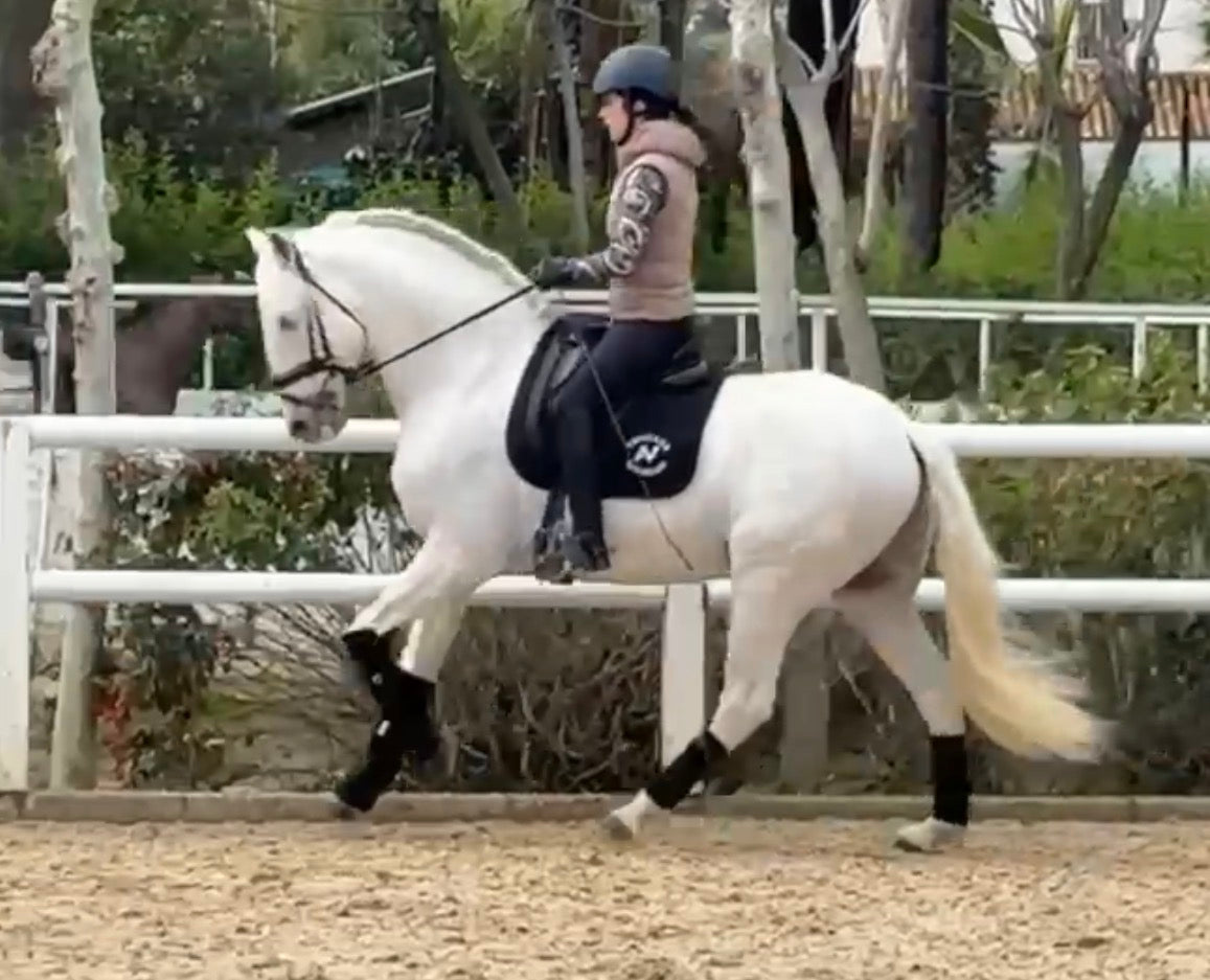 URBO - Schoolmaster PRE