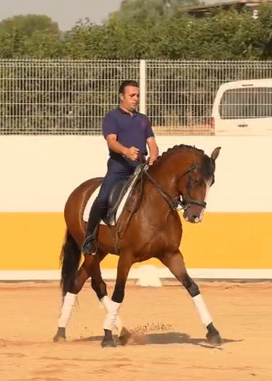 26- PINTURA- TOP LUSITANO GELDING IN PSG lvl