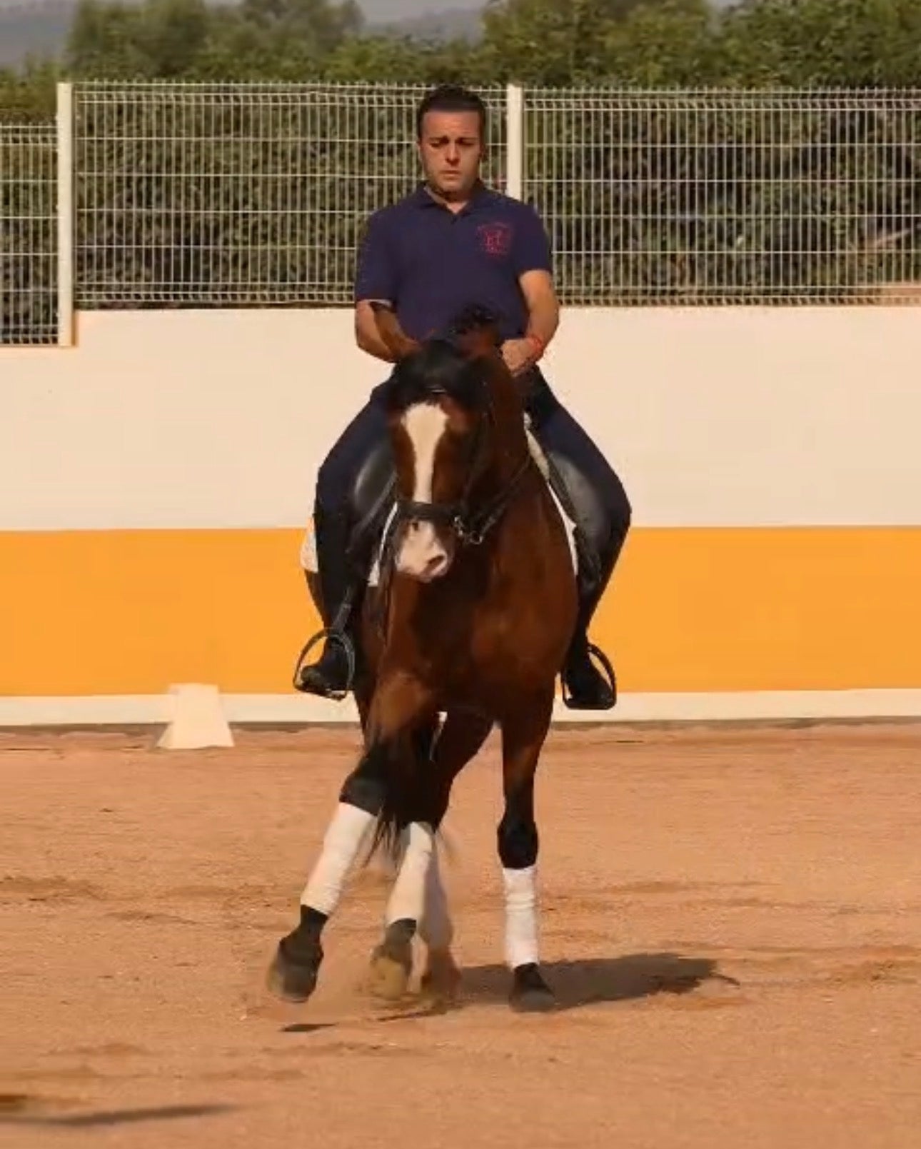 26- PINTURA- TOP LUSITANO GELDING IN PSG lvl