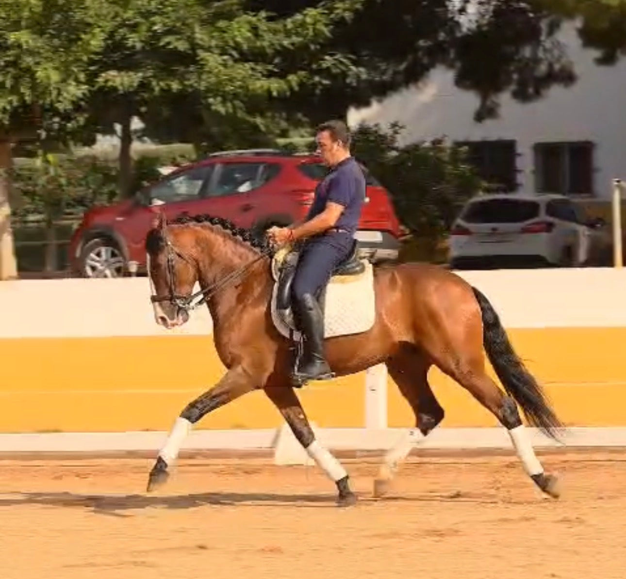 26- PINTURA- TOP LUSITANO GELDING IN PSG lvl
