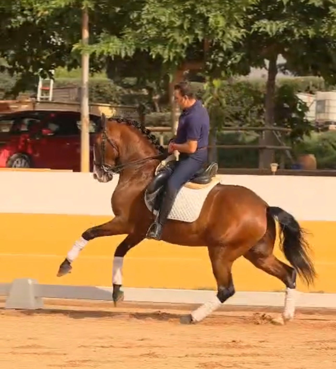 26- PINTURA- TOP LUSITANO GELDING IN PSG lvl