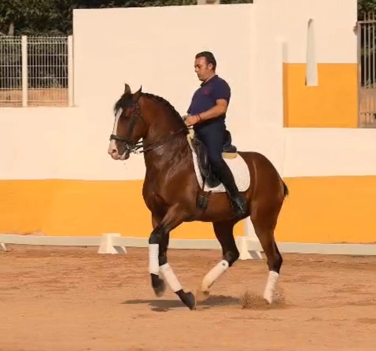26- PINTURA- TOP LUSITANO GELDING IN PSG lvl