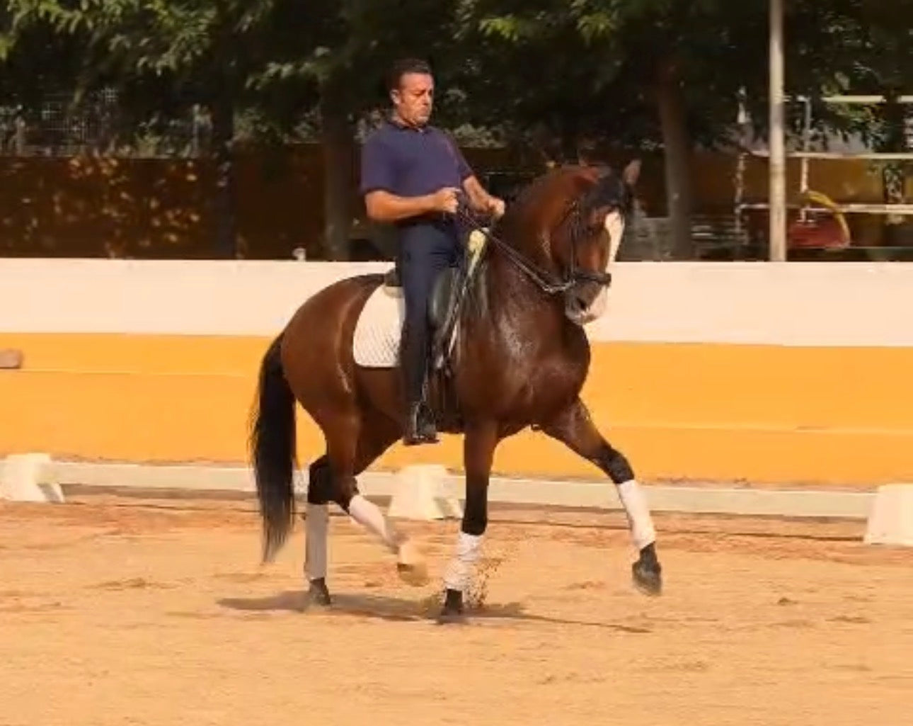 26- PINTURA- TOP LUSITANO GELDING IN PSG lvl