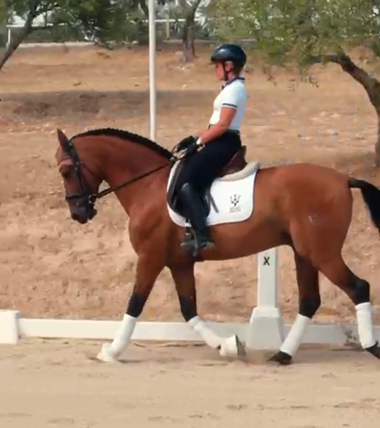 8-ARION - Lovely horse for AMATEUR RIDERS