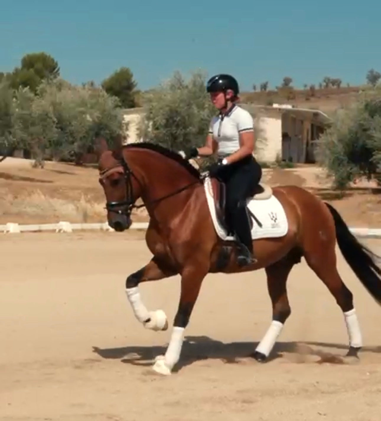 8-ARION - Lovely horse for AMATEUR RIDERS