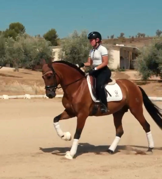 8-ARION - Lovely horse for AMATEUR RIDERS