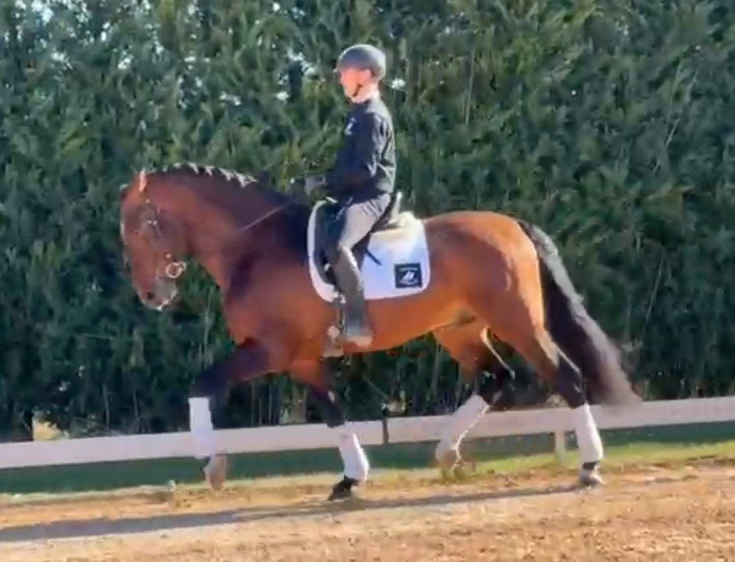 1- HAWA - 1.70Meters- stallion PIROFREE
