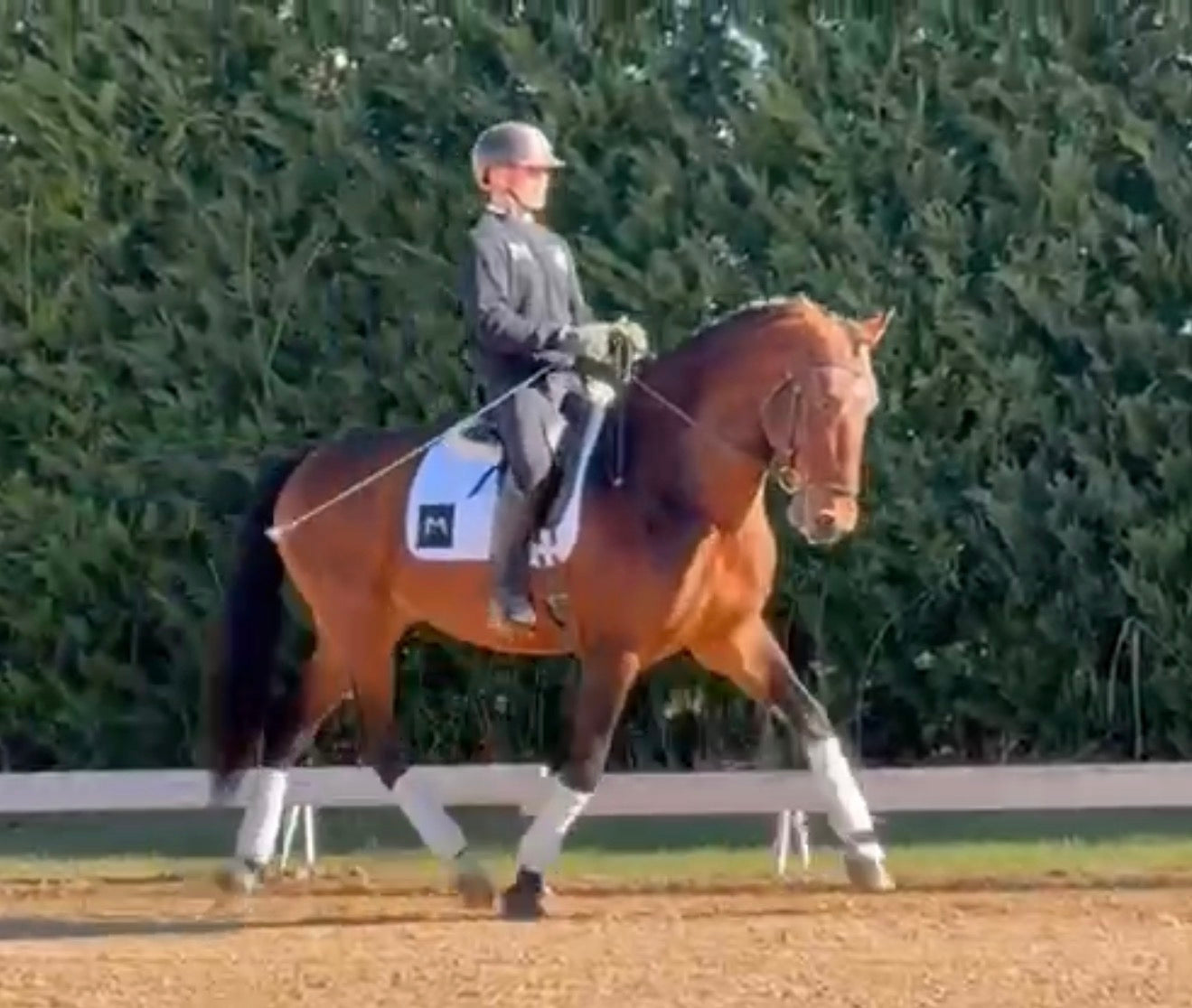 1- HAWA - 1.70Meters- stallion PIROFREE