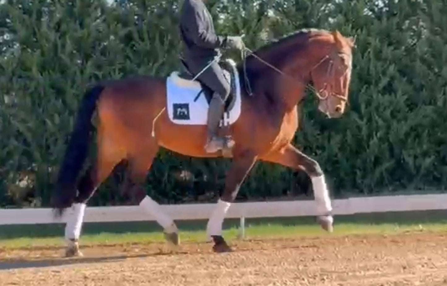 1- HAWA - 1.70Meters- stallion PIROFREE