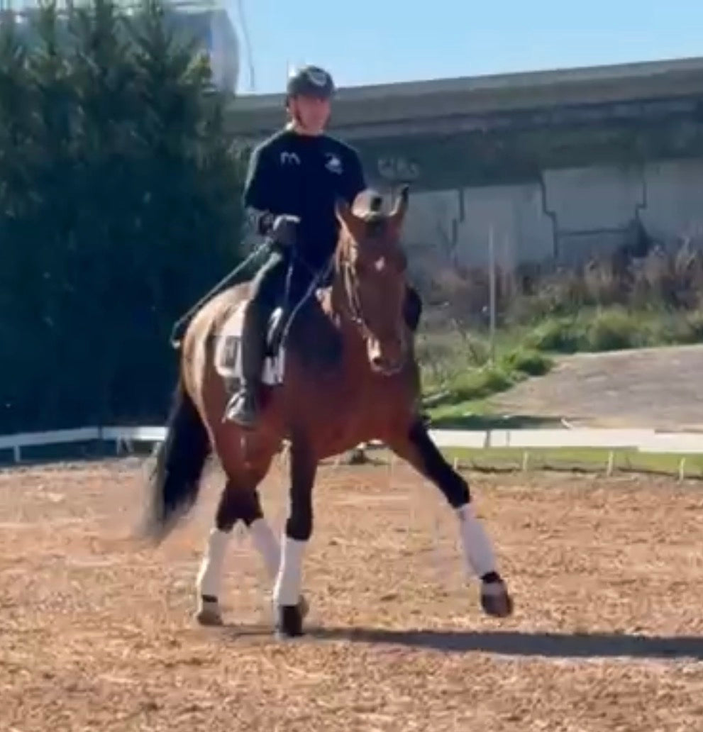 1- HAWA - 1.70Meters- stallion PIROFREE