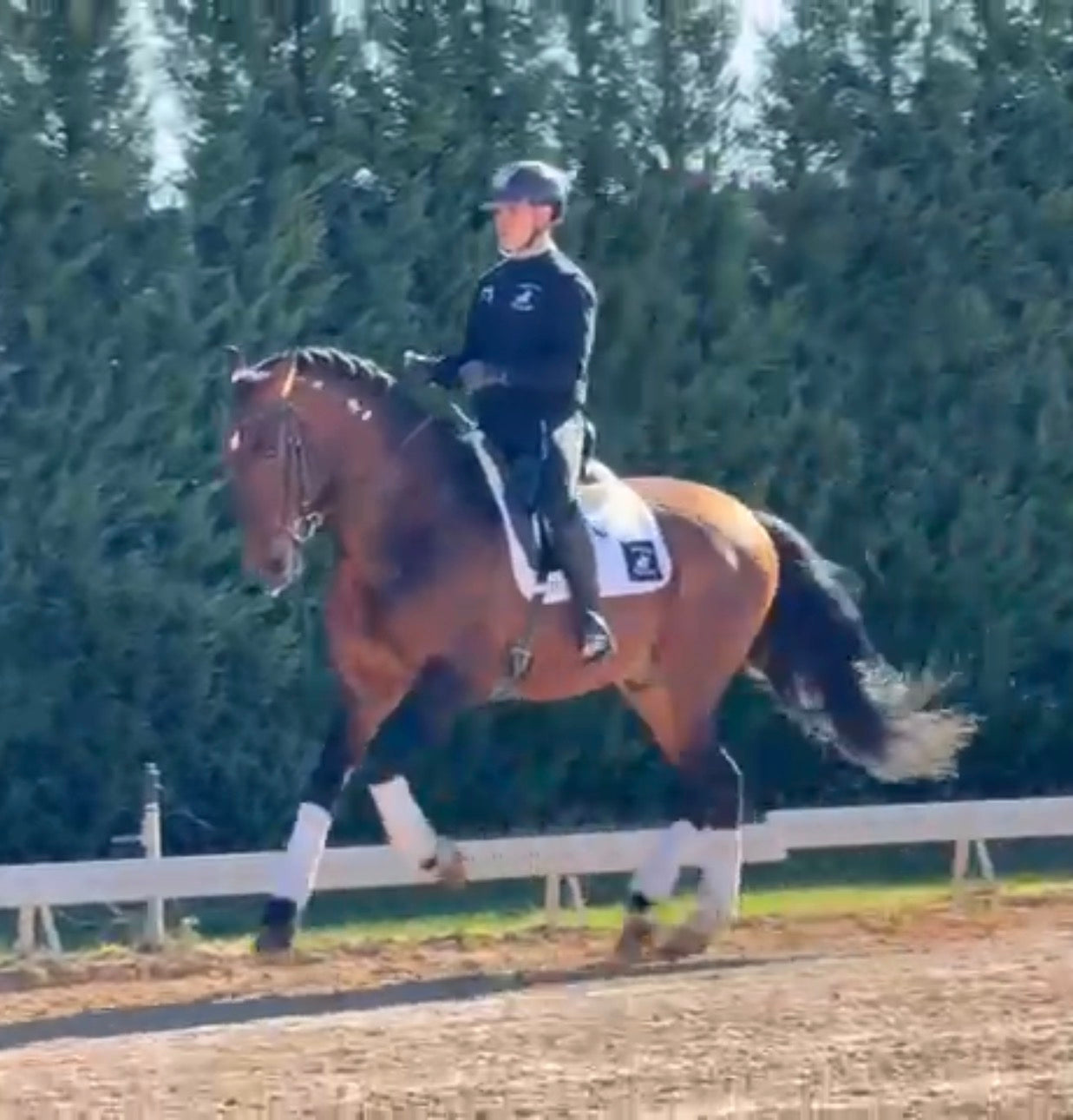 1- HAWA - 1.70Meters- stallion PIROFREE