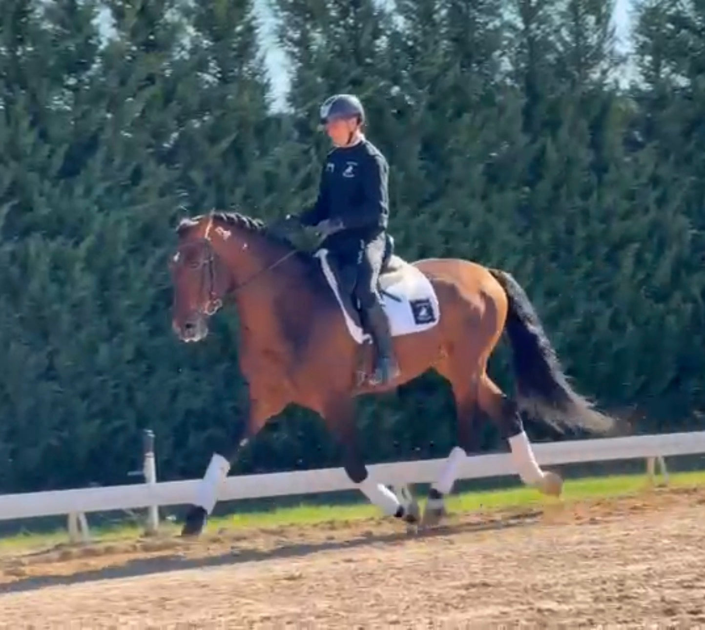 1- HAWA - 1.70Meters- stallion PIROFREE