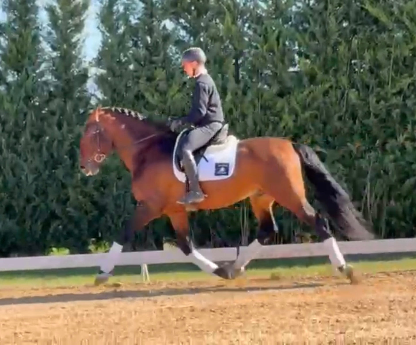 1- HAWA - 1.70Meters- stallion PIROFREE