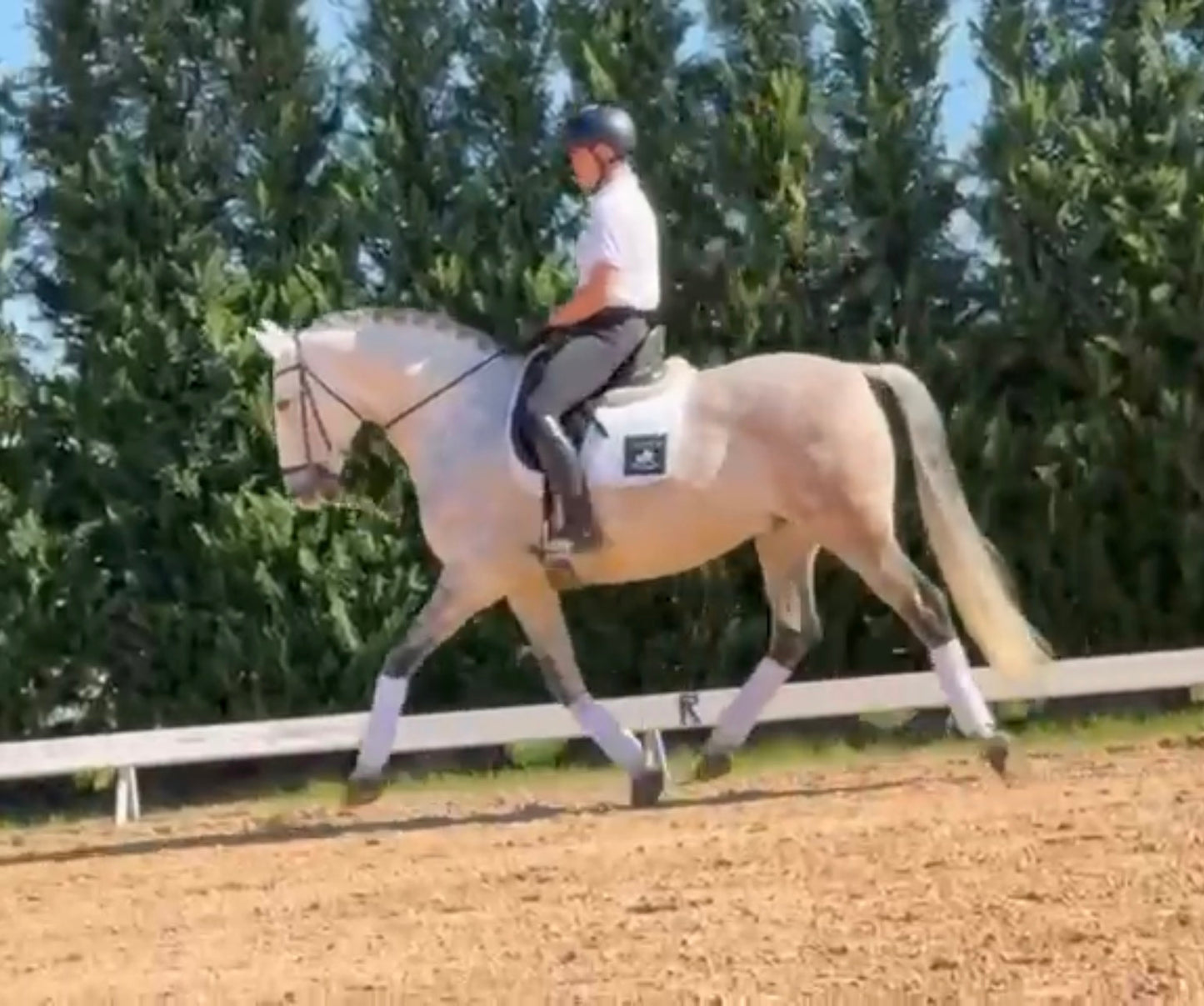 2- MERLI - GP mover Stallion - Pirofree