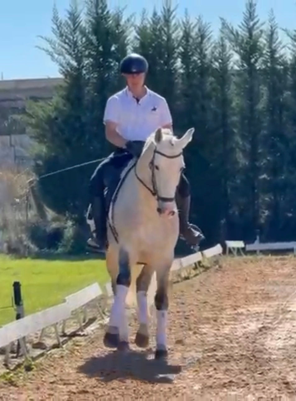 2- MERLI - GP mover Stallion - Pirofree