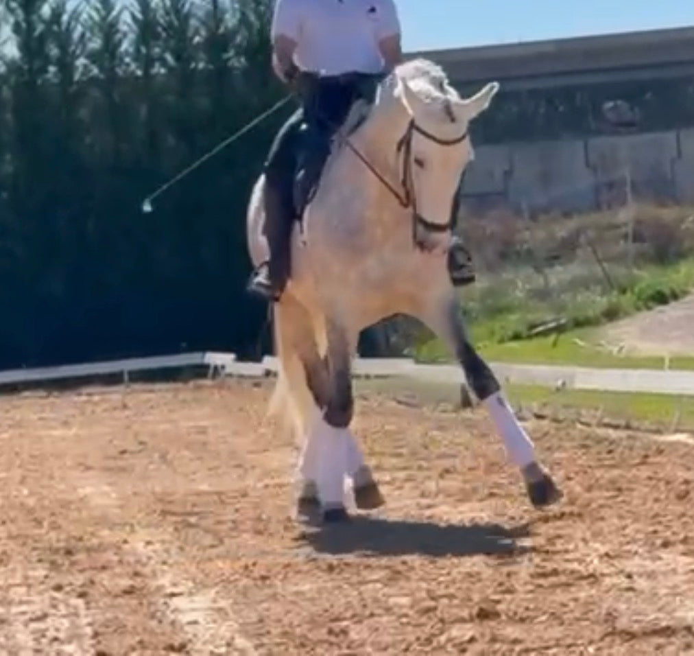 2- MERLI - GP mover Stallion - Pirofree