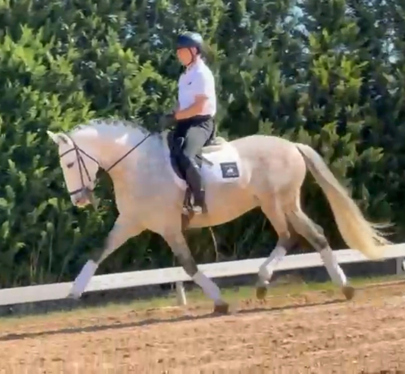 2- MERLI - GP mover Stallion - Pirofree