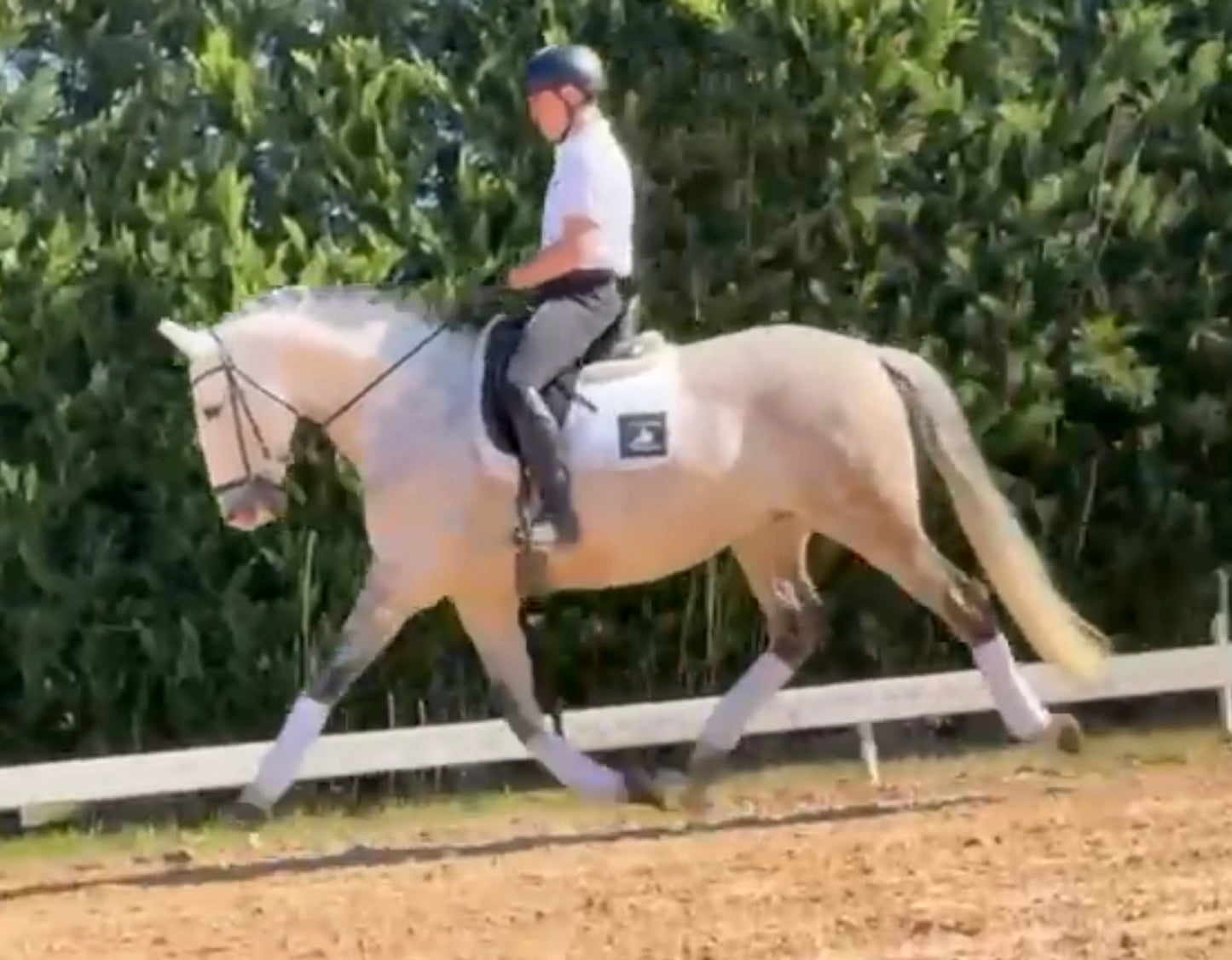 2- MERLI - GP mover Stallion - Pirofree