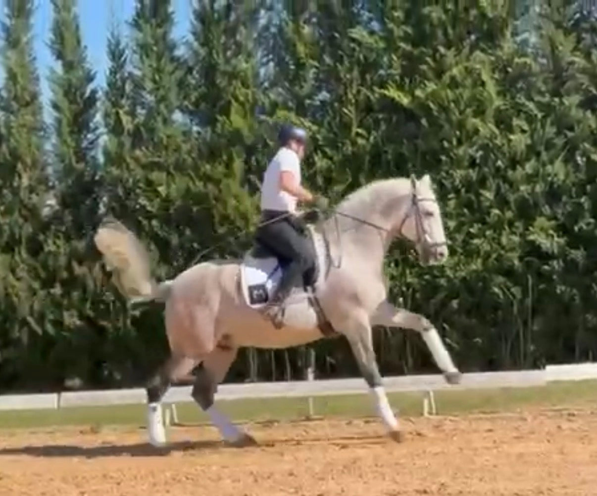 2- MERLI - GP mover Stallion - Pirofree