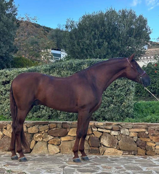 GENIO- GPRIX PROSPECT