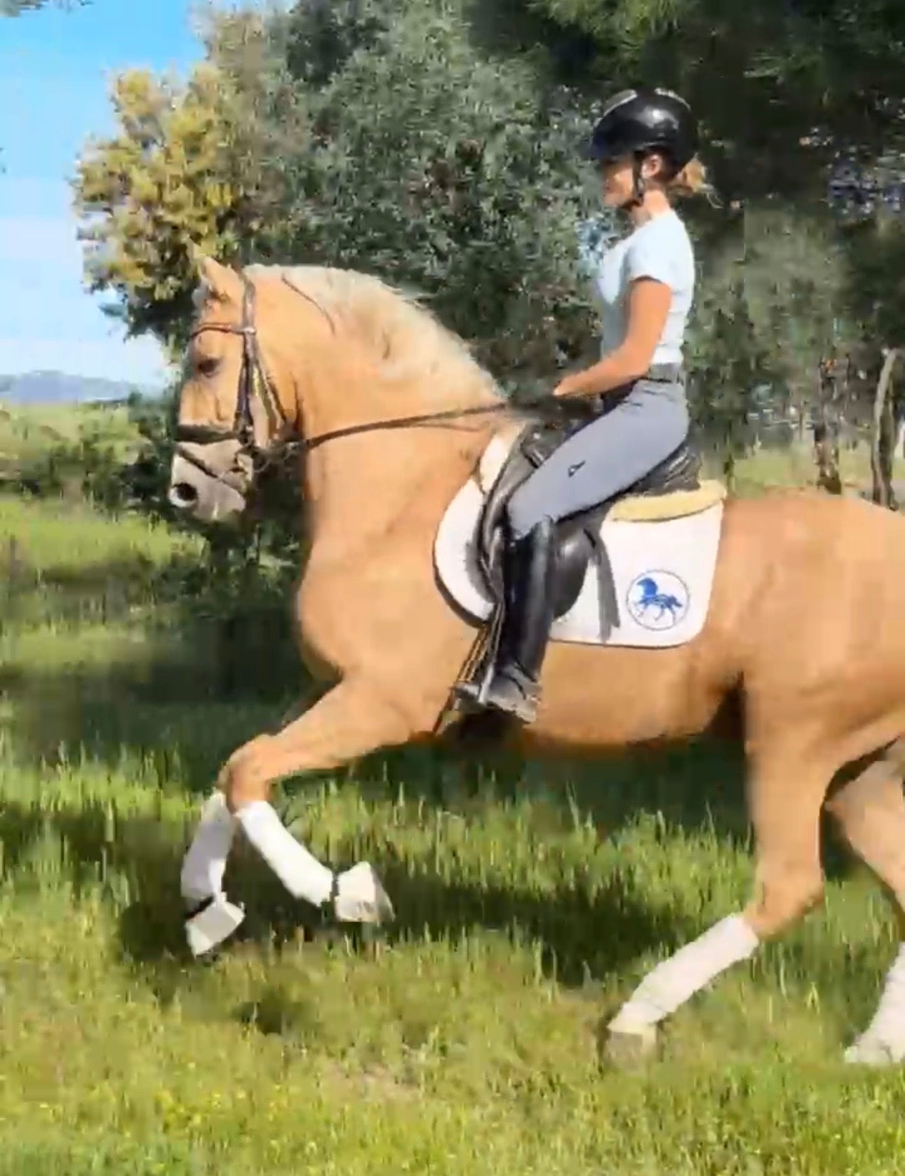 12- MILAMOR -Dream horse crossbreed PIROFREE
