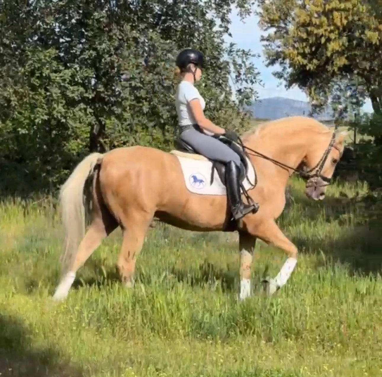 12- MILAMOR -Dream horse crossbreed PIROFREE