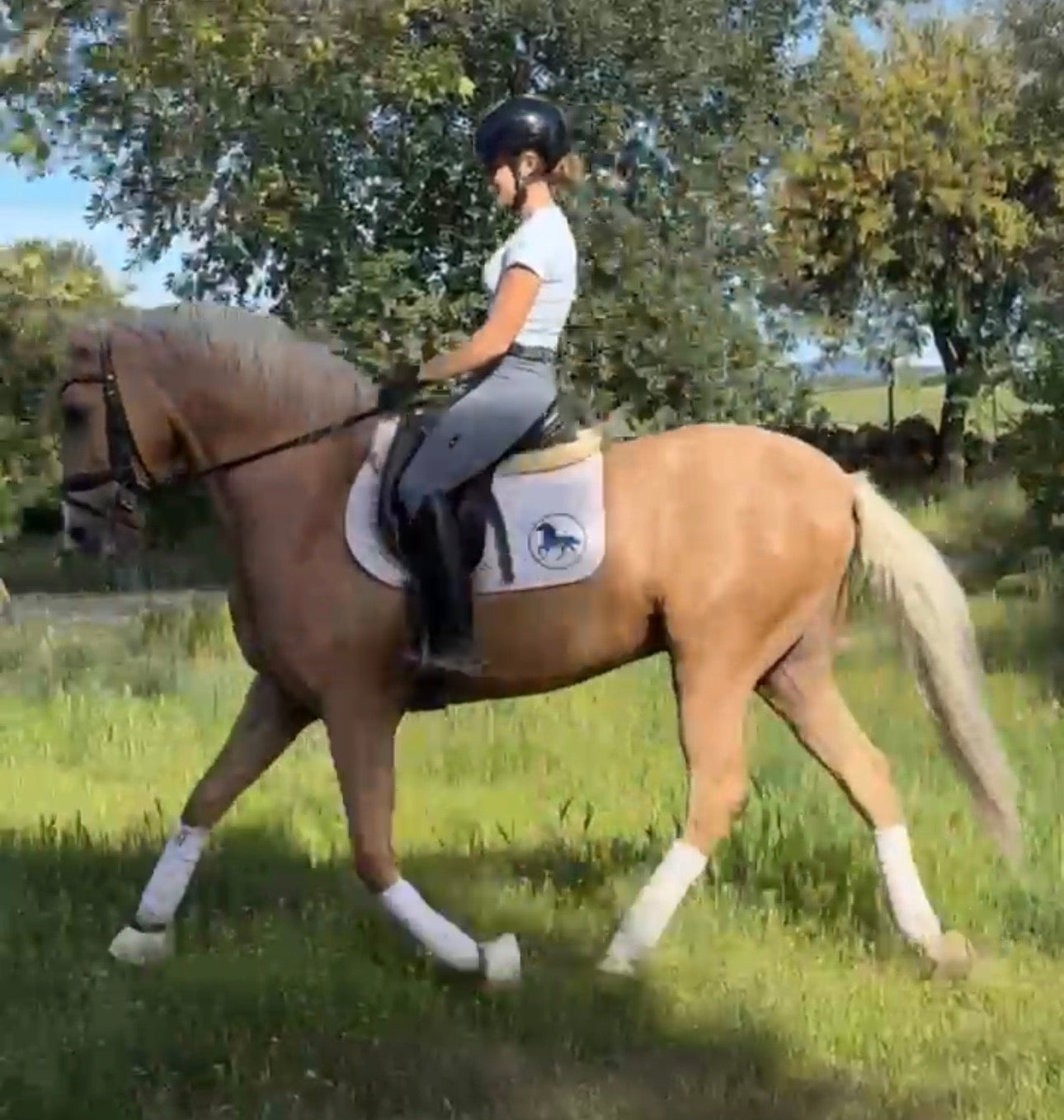 12- MILAMOR -Dream horse crossbreed PIROFREE