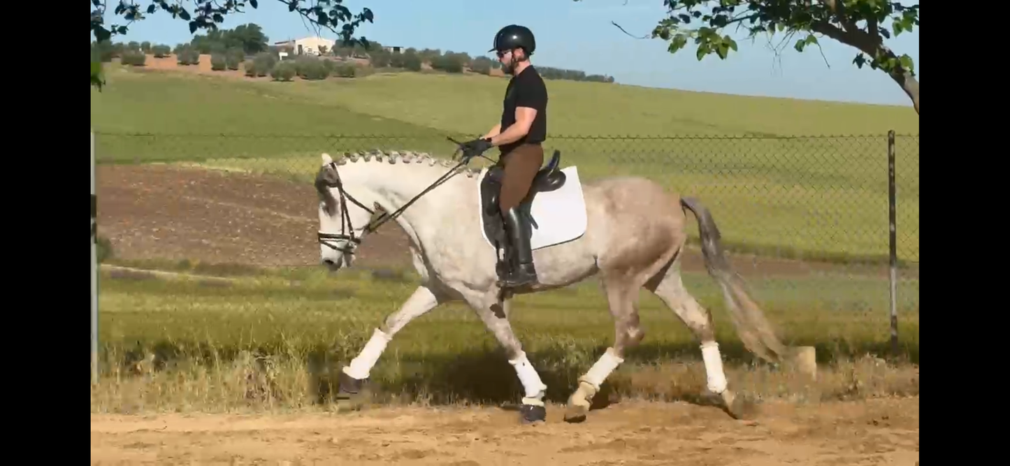 10-SETUB - FEI quality young Lusitano - Pirofree