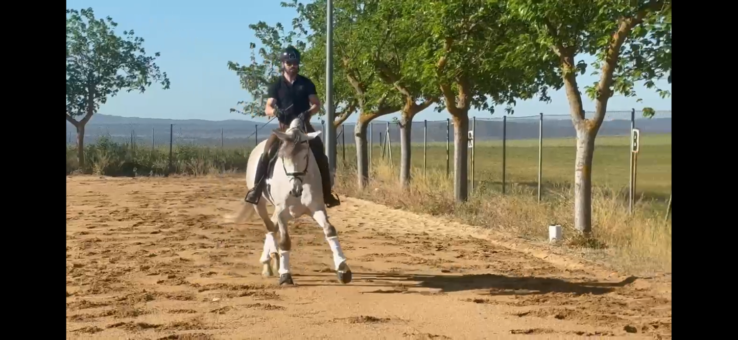 10-SETUB - FEI quality young Lusitano - Pirofree