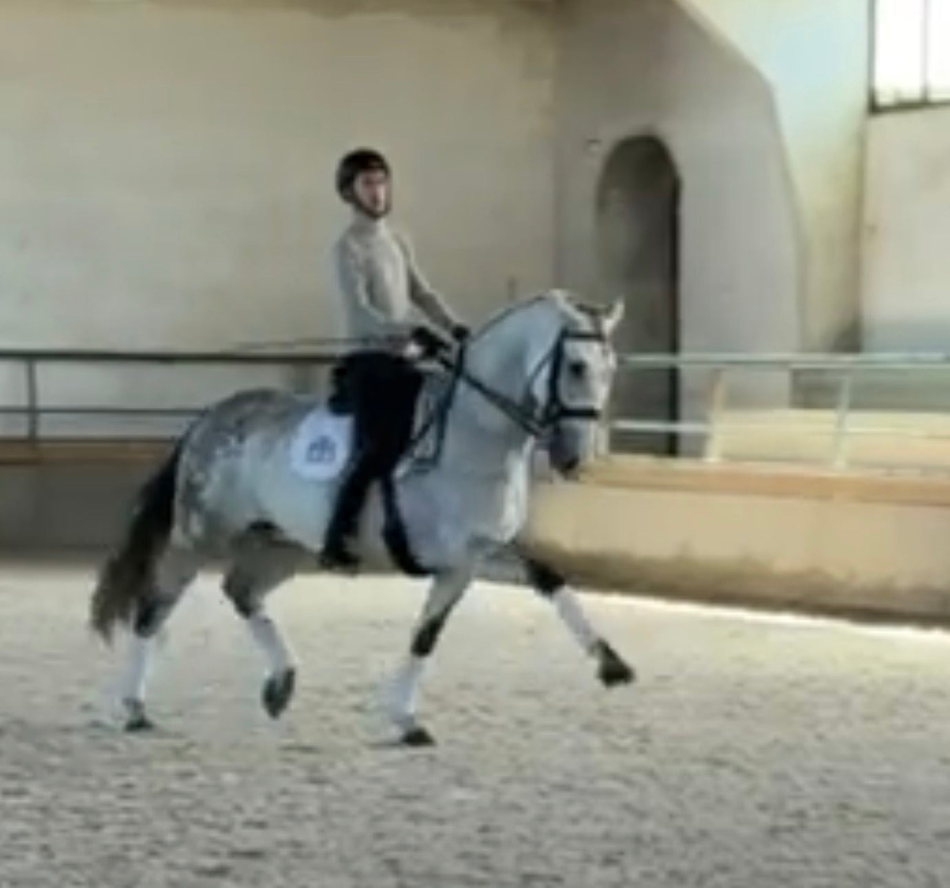 13-QUO Top Lusitano gelding Pirofree advanced dressage level