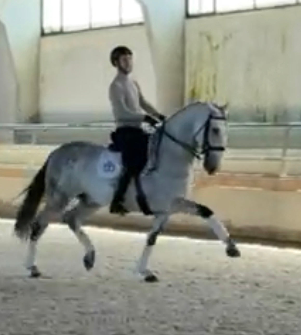 13-QUO Top Lusitano gelding Pirofree advanced dressage level
